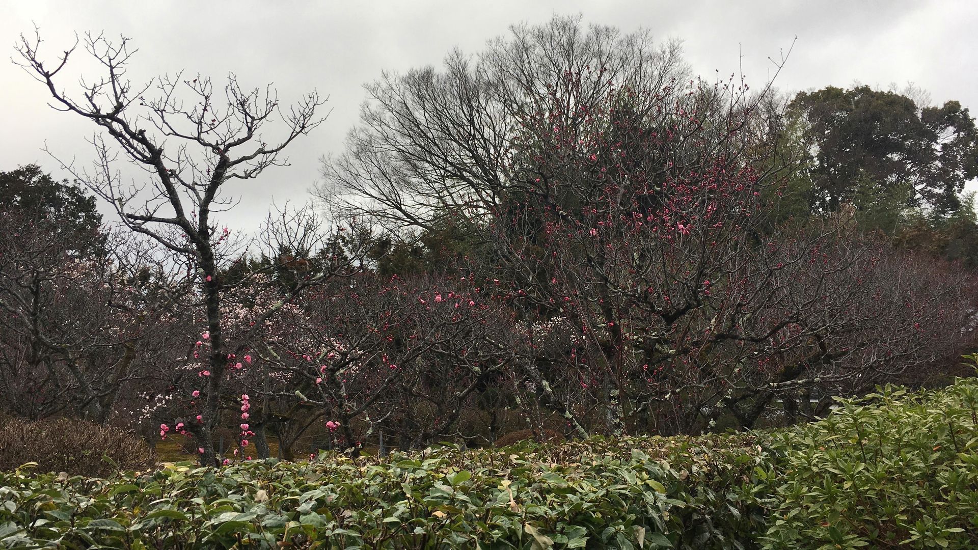 zuishinin-flower-03