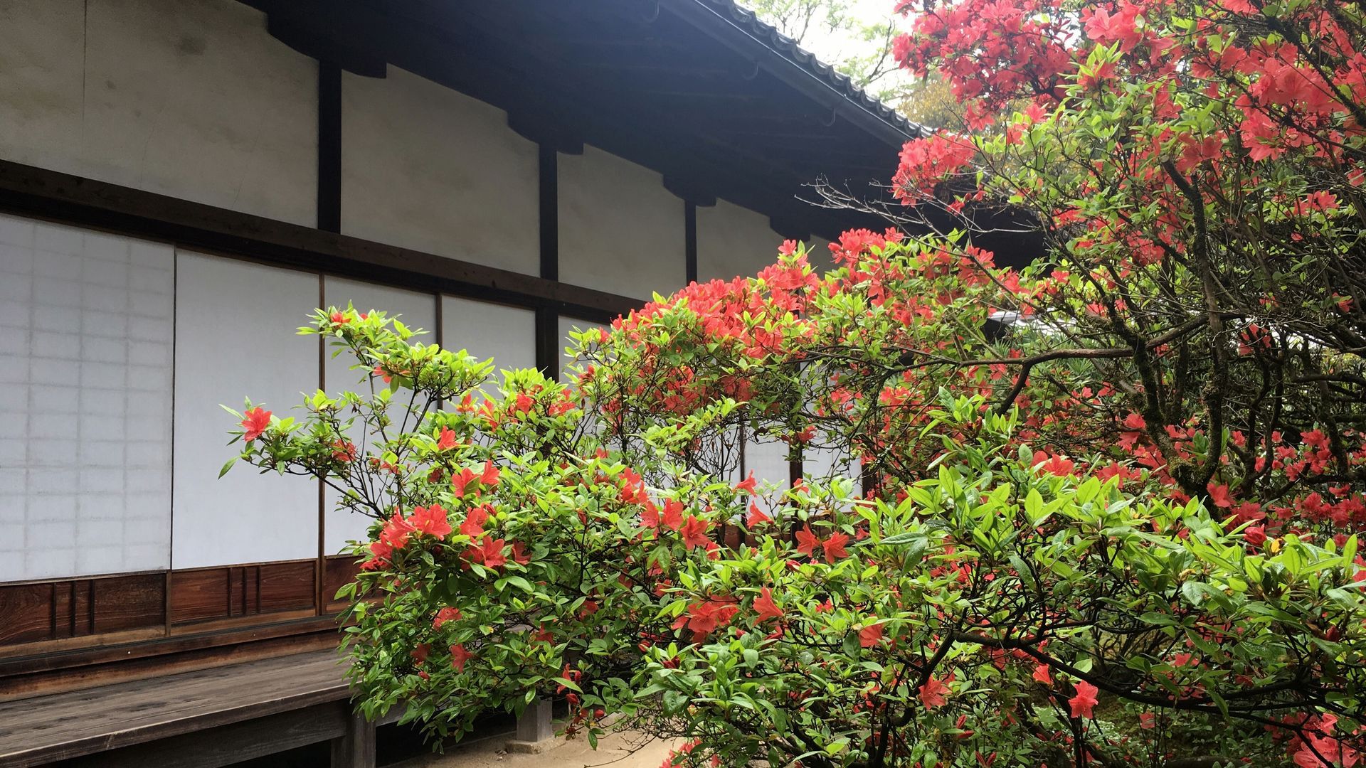 zuishinin-flower-07