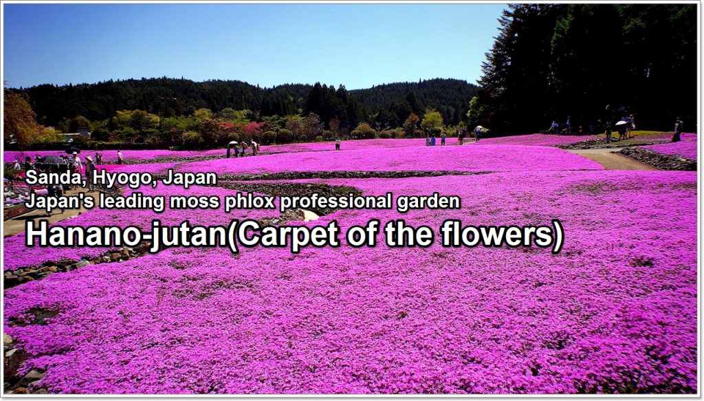 carpet of flowers-01-2_en