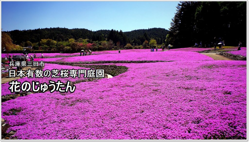 carpet of flowers-01_jp