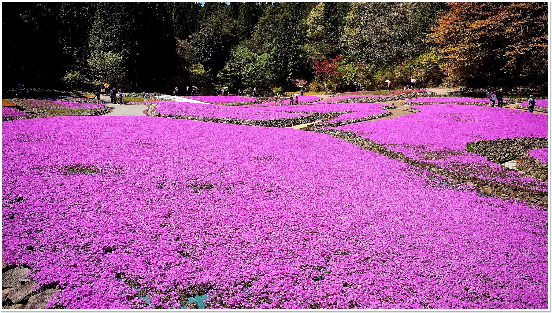 兵庫の庭園 芝桜専門の庭園 花のじゅうたんの見どころと行き方 Japan S Travel Manual