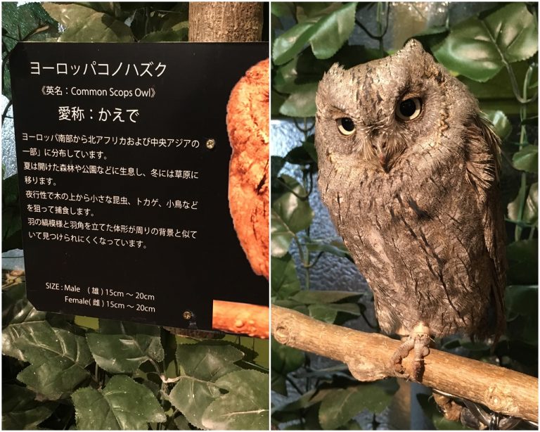 Highlights and how to get to Kyoto forest of leopard cats and owls