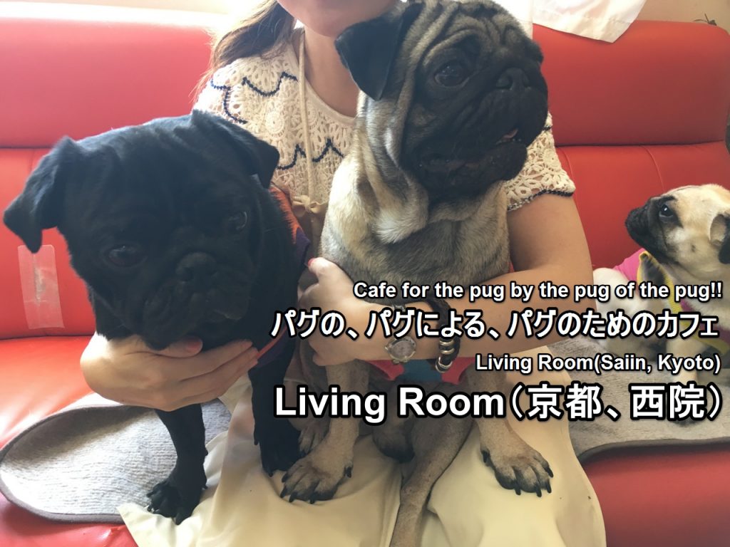 Pug Cafe Living Room This Cafe Is Full Of Pug Pug Japan S Travel Manual