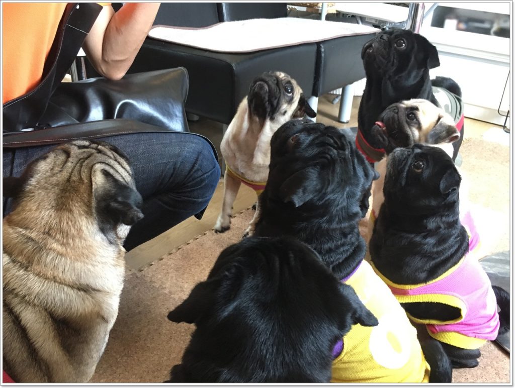 pug-cafe-06