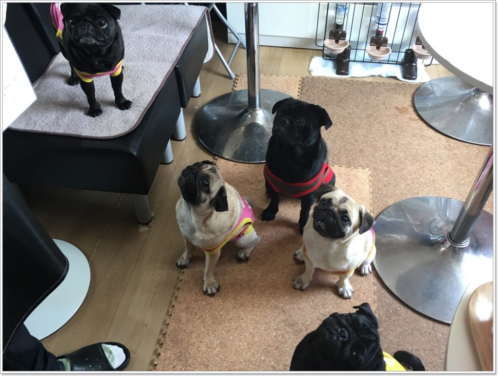 pug-cafe-07