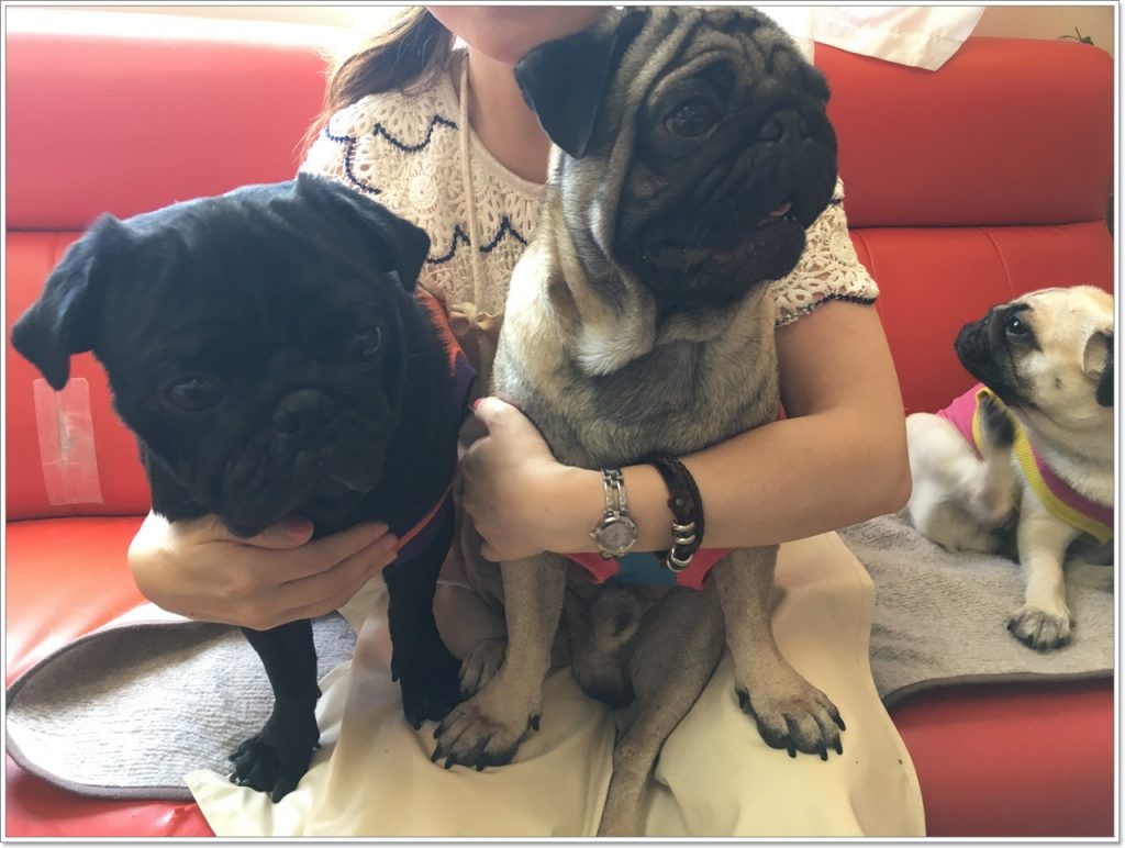 pug-cafe-08