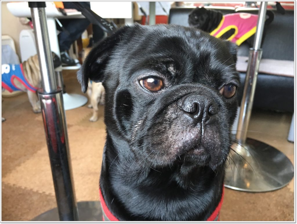 pug-cafe-09-2