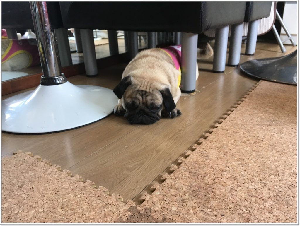 pug-cafe-13