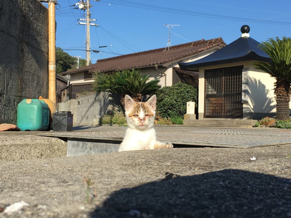 sanagishima-cat-11