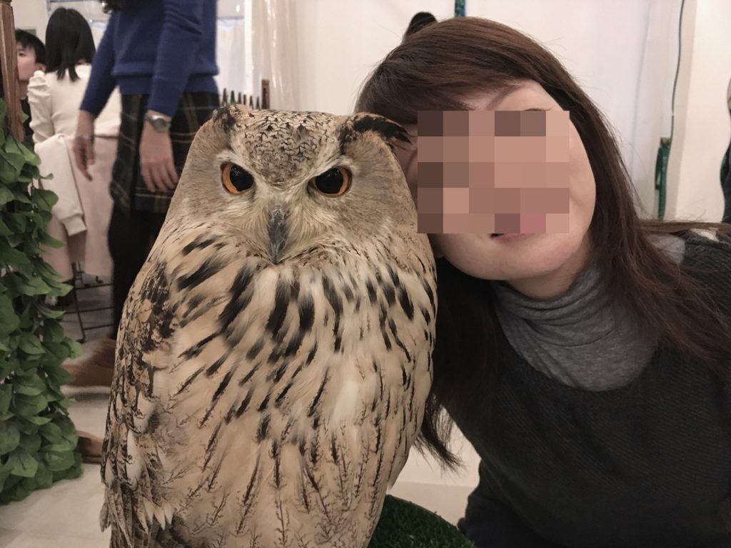 owlfamily-15