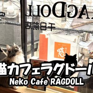 Directions and highlights of Neko Cafe Ragdoll in Osaka.