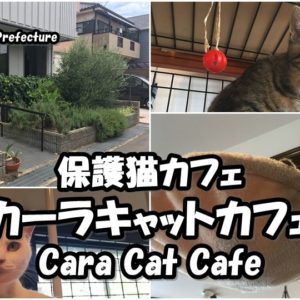 猫カフェラグドールさんに行ってきました！｜大阪の猫カフェ