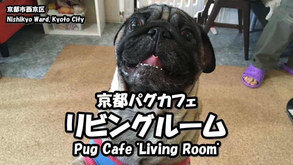 京都にある大人気のパグカフェ リビングルーム Living Room さんがお引越しされました Japan S Travel Manual