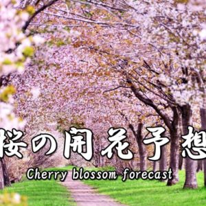 [2020] Cherry blossom forecast in Japan.