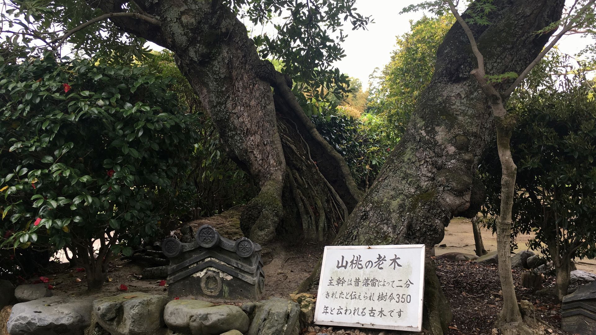 勧修寺の山桃の老木