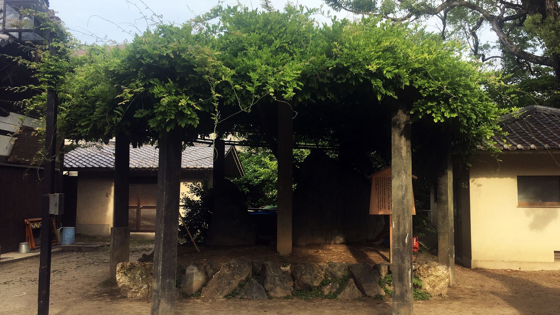 藤森神社の藤棚