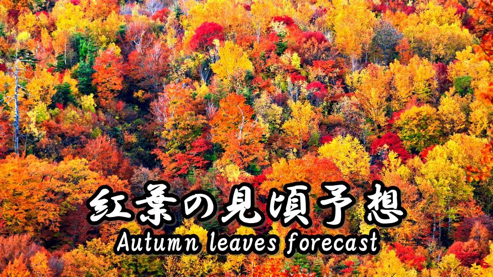 [2020] Autumn leaves forecast in Japan.
