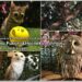 forest_of_owl-09_en