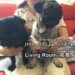 pug-cafe-02-txt